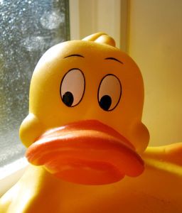 512px-Rubber_duck