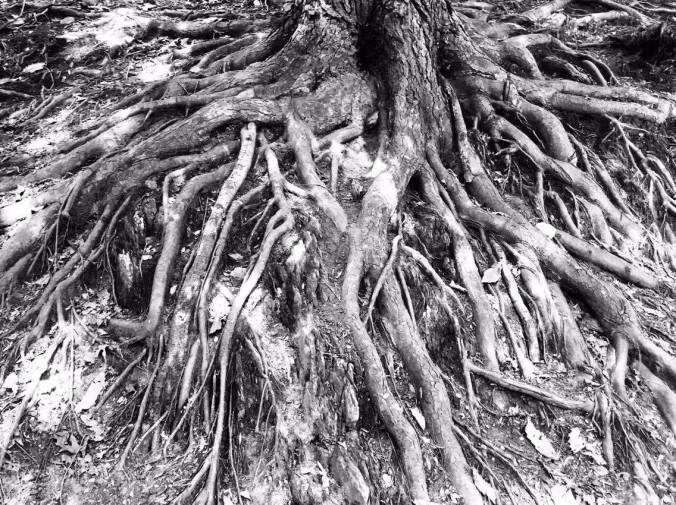 Photo Credit: Nicole Edwards